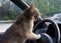 Cat driving photo