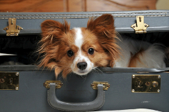 Dog in suitcase photo